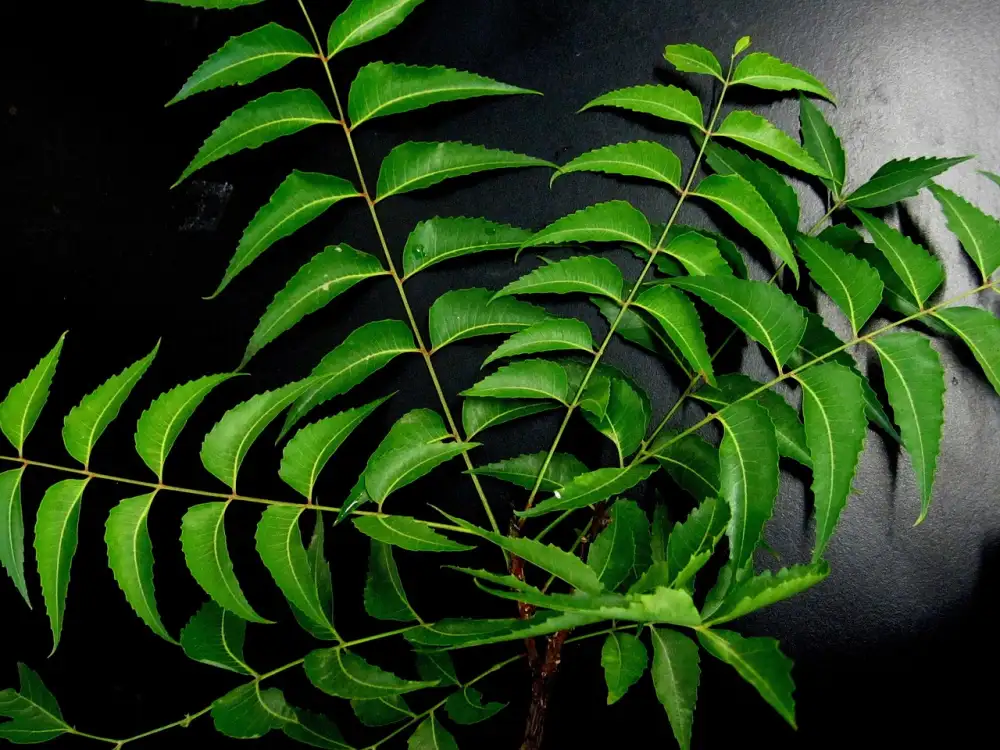 Neem Tablety